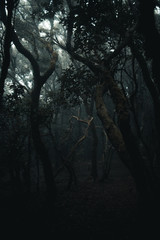 tenerife, Tenriffa, Hiking, green, urlaub, wandern, landscapes,  tree, cloud, view, trip, sky, sunset, nuture, sun, mountains, adventure, sea, sand, blue, water, outdoor, wave,