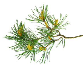 Nature Symbol of Christmas and New Year isolated on white background. Green pine, conifer tree. Pine branches with cones. Isolated without a shadow.