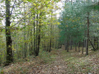 Fototapeta premium Bosco 4