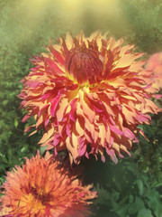  Dahlia  blossom  plant blend of mauve and peach color © lesichkadesign