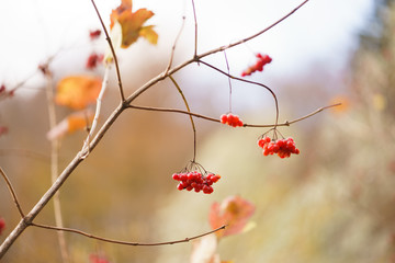 red berries in autumn