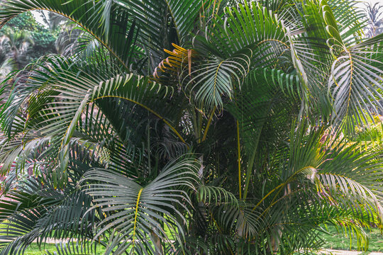 Palm tree tropical background. © Mariiam