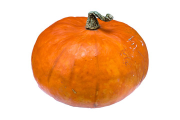 autumn pumpkin with tail isolated on white background
