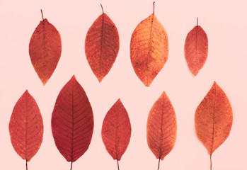 Obraz premium Applique of autumn leaves.