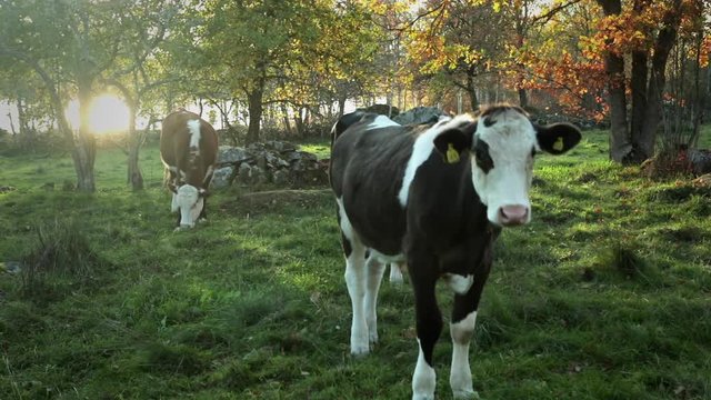 Small scale organic farm in the Swedish countryside, happy cattle on a meadow. Cattle are breed in a organic way.