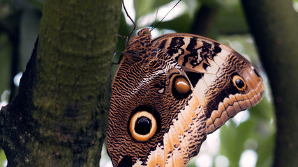 Schmetterling