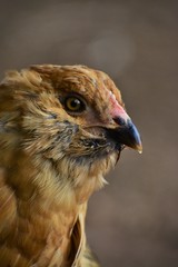 Gold Chicken Close Up Portrait