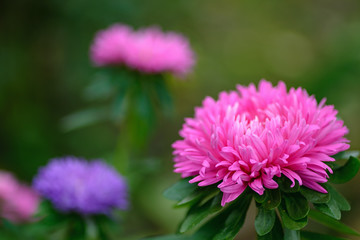 Asters - Beautiful autumn flowers