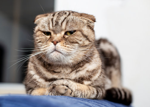 Fototapeta Serious cat Scottish fold lying on blue sofa neatly folded his paws  and a haughty look, a soft background of a white wall and a window. Close-up.