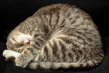 Cute young fat cat sleeps tightly curled up in a black chair. Close-up.