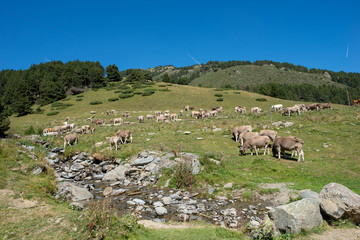 Obraz premium Cows on the road of Montgarri in the Valley of Aran