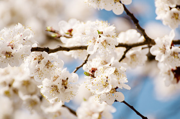 Blossoming of the apricot tree in spring time with white beautiful flowers. Macro image with copy space. Natural seasonal background.