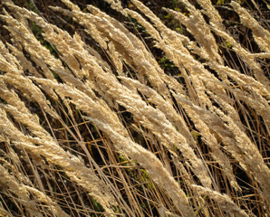 Nahaufnahme von natürlichem Gras