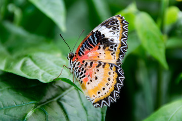 Multi-Colored Butterfly/A uniquely beautiful multi-colored butterfly perched on a green leaf.