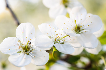 Blossoming of cherry flowers in spring time, natural seasonal floral background. Macro image