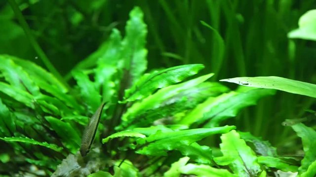 Fishes swim in an aquarium among many green plants.