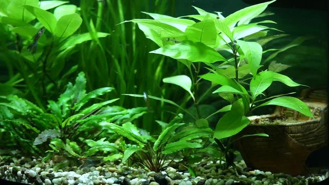 Fishes swim in an aquarium among many green plants.