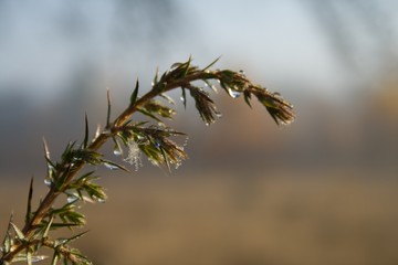 Juniper twig