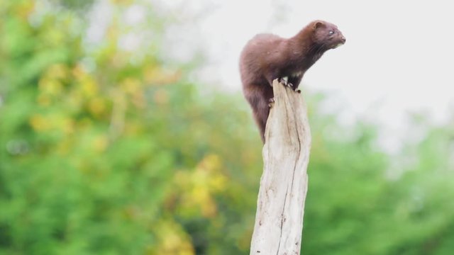 American mink (Neovison vison).