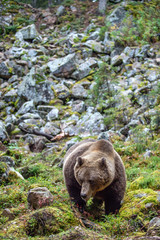 Bear  on a rocks.  A brown bear in the autumn forest. Adult Big Brown Bear Male. Scientific name: Ursus arctos.