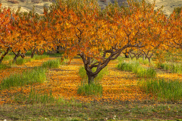 Apple orchard in October with fallen leaves