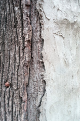 Tree Bark , close up