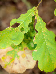 Herbstlaub, Ahorn, Eiche, Kastanie, Laubbaum