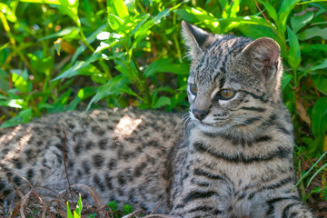 Naklejka na ściany i meble Geoffroy´s Cat in natural habitat, Ibera wetlands