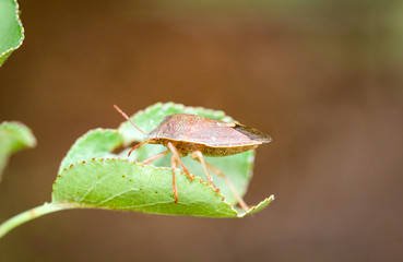 braue Stinkwanze auf einem Blatt