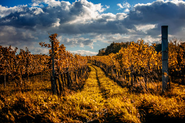autumn vineyards background 