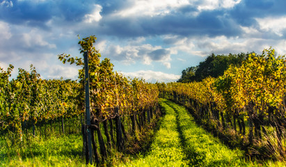 Naklejka premium autumn vineyards landscape