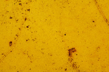 Beautiful detailed golden fall leaf macro - texture