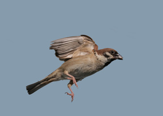 Haussperling im Flug, seitlich mit blauem Hintergrund