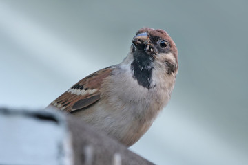 Ein Spatz sitzt auf einem Dach mit Futter im Schnabel
