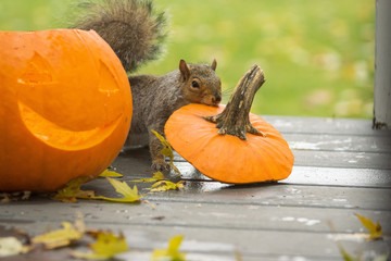 Squirrel eating a carved halloween pumpkin on a porch
