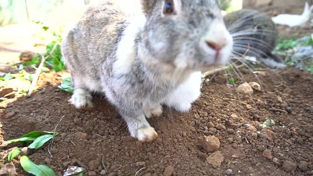 Cute White Cottontail Bunny Rabbit Munching Grass In The Garden