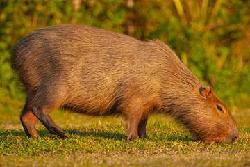 Capybara, the largest rodent in the world in natural habitat