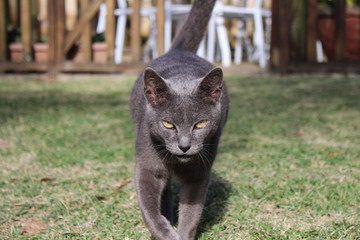 Korat cat/Cat thailand, grey wool, green eyes, walking and looking at the camera