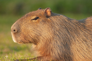 Capybara, the largest rodent in the world in natural habitat