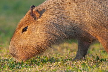 Capybara, the largest rodent in the world in natural habitat