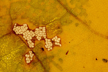 Beautiful detailed golden fall leaf macro - texture