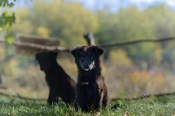 Beautiful dark dog in the rays of the autumn sun