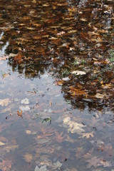 Fallen Leaves in Pond