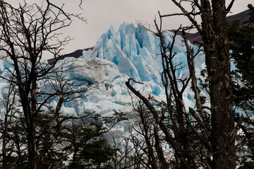 Glacier Perito Moreno from the trees