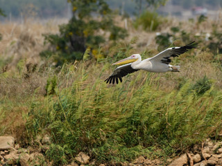 White Pelican in Flight over Field