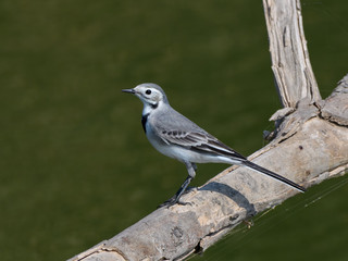  White Wagtail  Portrait on Green Background