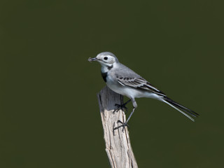  White Wagtail with Spider Portrait on Green Background