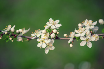 Blossoming of plum flowers in spring time with green leaves, vintage floral background