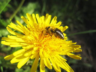 bee