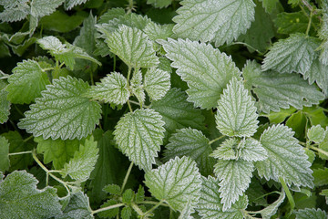 Frost on green nettle leaves